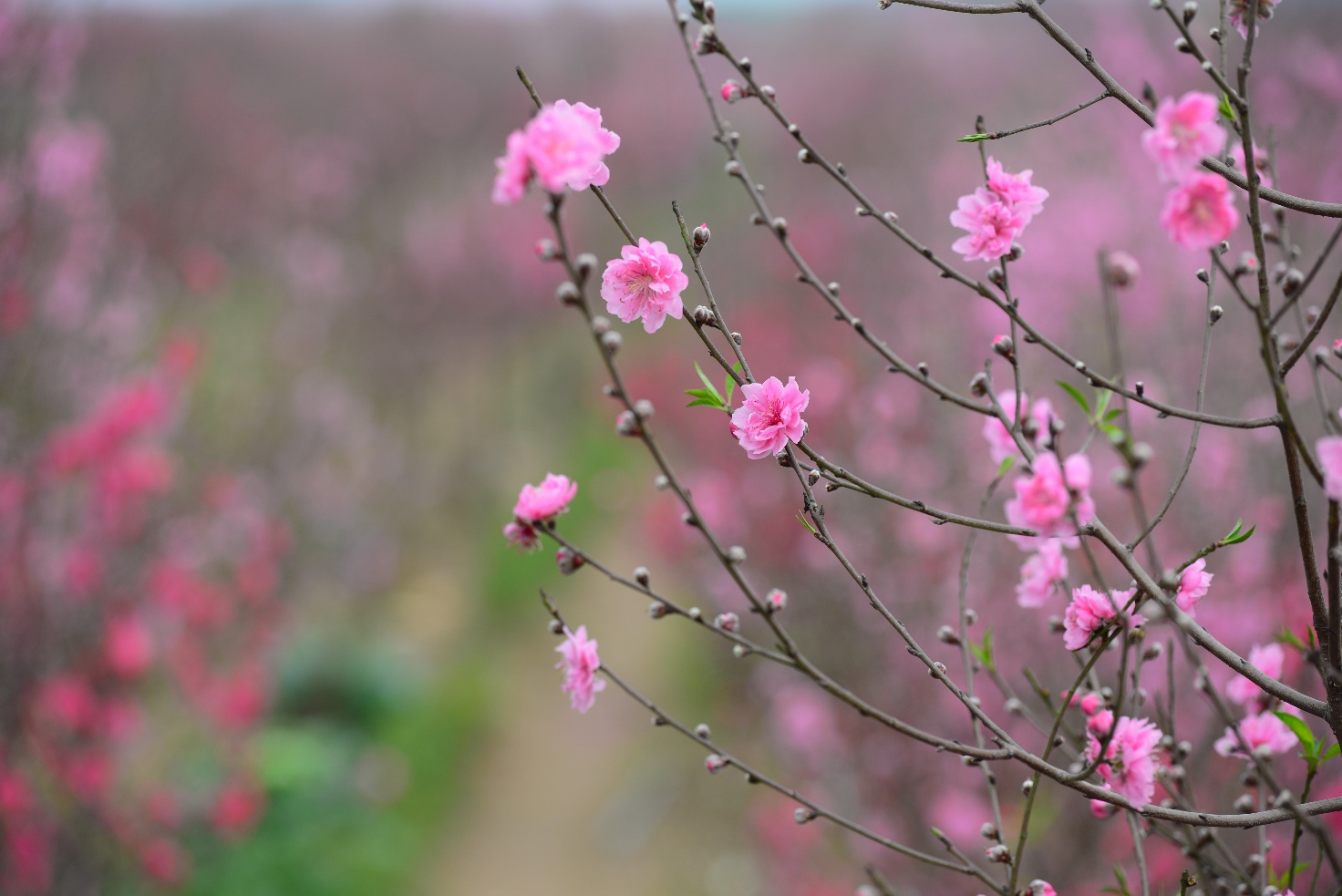 Một góc nhìn của người xưa về năm Bính Ngọ 2026 - 1